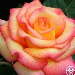 Dream Come True™>Heirloom Roses