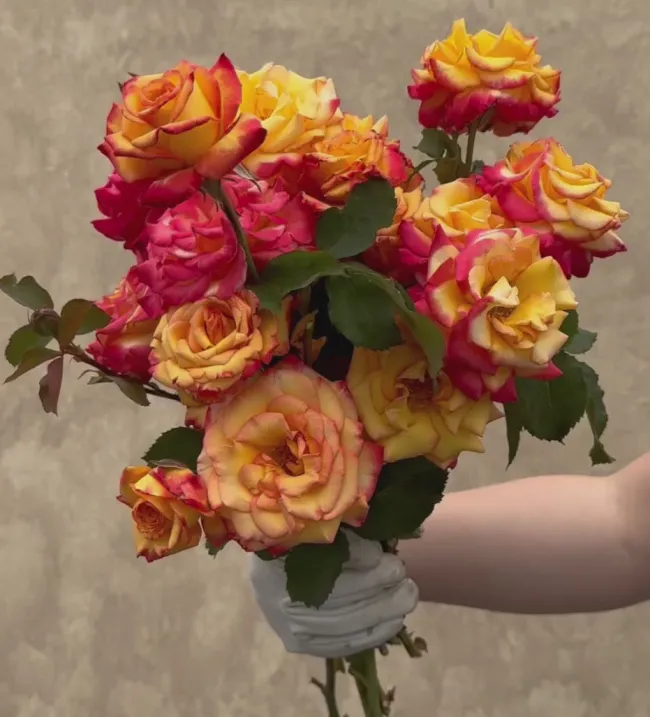 Dream Come True™>Heirloom Roses
