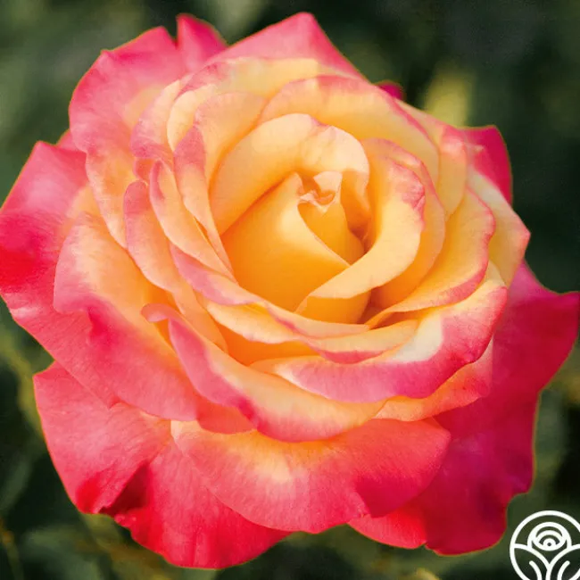 Dream Come True™>Heirloom Roses