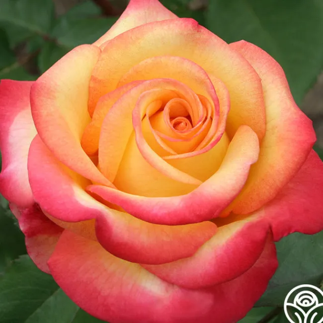 Dream Come True™>Heirloom Roses