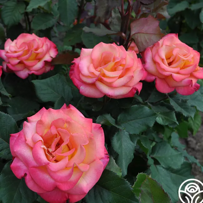 Dream Come True™>Heirloom Roses