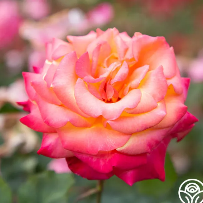 Dream Come True™>Heirloom Roses