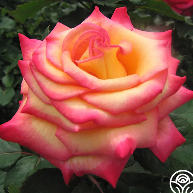 Dream Come True™>Heirloom Roses