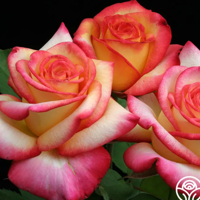 Dream Come True™>Heirloom Roses