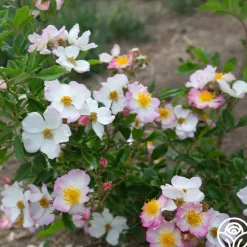 Dreaming™>Heirloom Roses New
