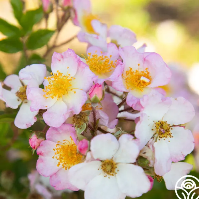 Dreaming™>Heirloom Roses New