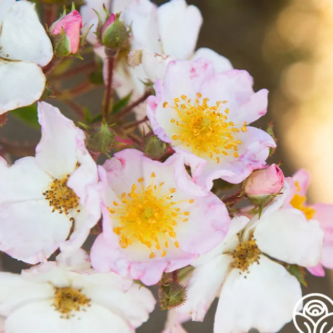 Dreaming™>Heirloom Roses New