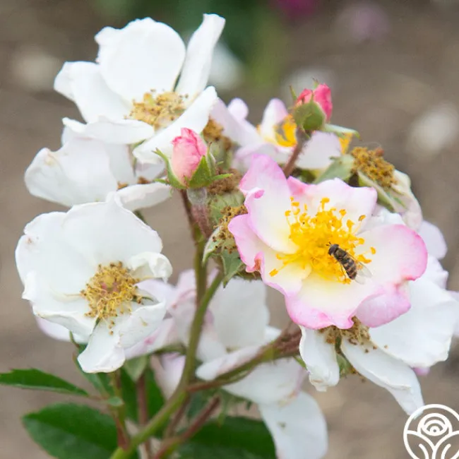 Dreaming™>Heirloom Roses New
