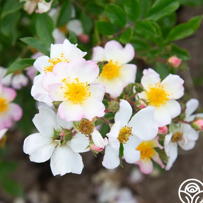 Dreaming™>Heirloom Roses New