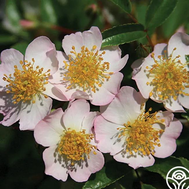 Dreaming™>Heirloom Roses New