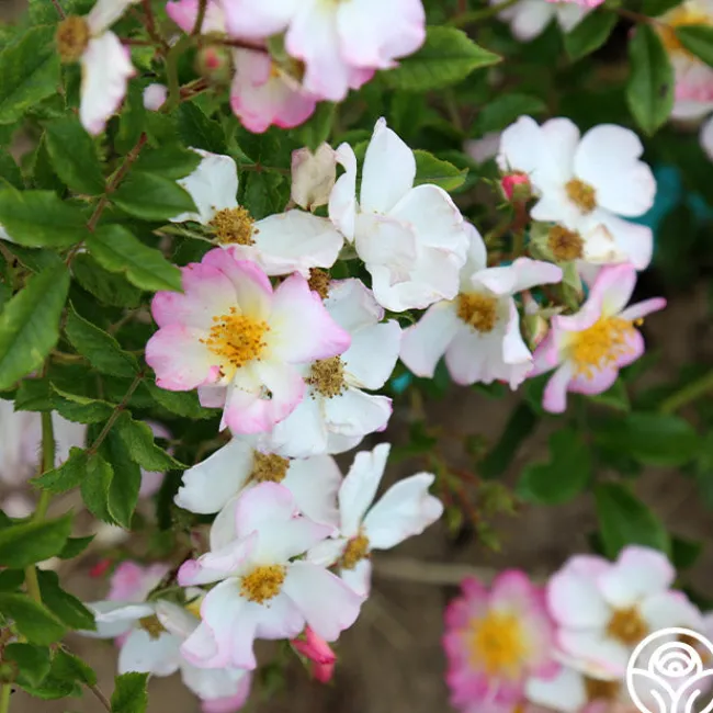 Dreaming™>Heirloom Roses New