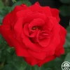 Drop Dead Red™>Heirloom Roses Sale