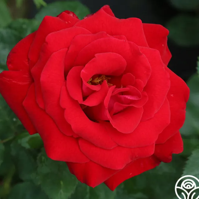 Drop Dead Red™>Heirloom Roses Sale