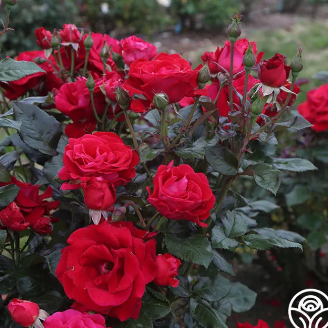 Drop Dead Red™>Heirloom Roses Sale