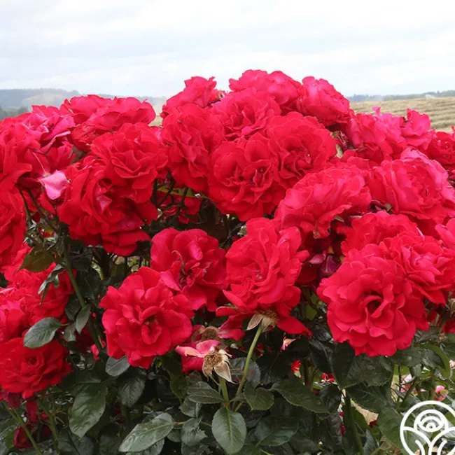 Drop Dead Red™>Heirloom Roses Sale