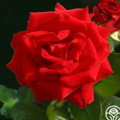 Drop Dead Red™><noscript><img width=