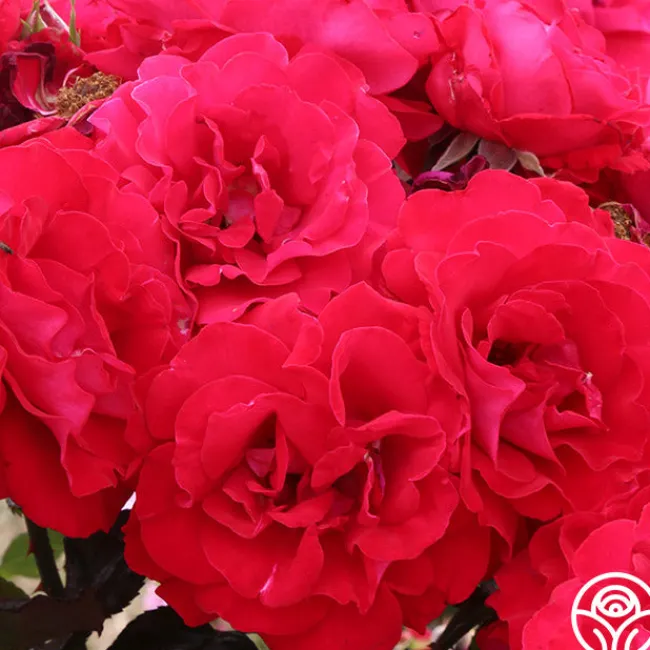 Drop Dead Red™>Heirloom Roses Sale