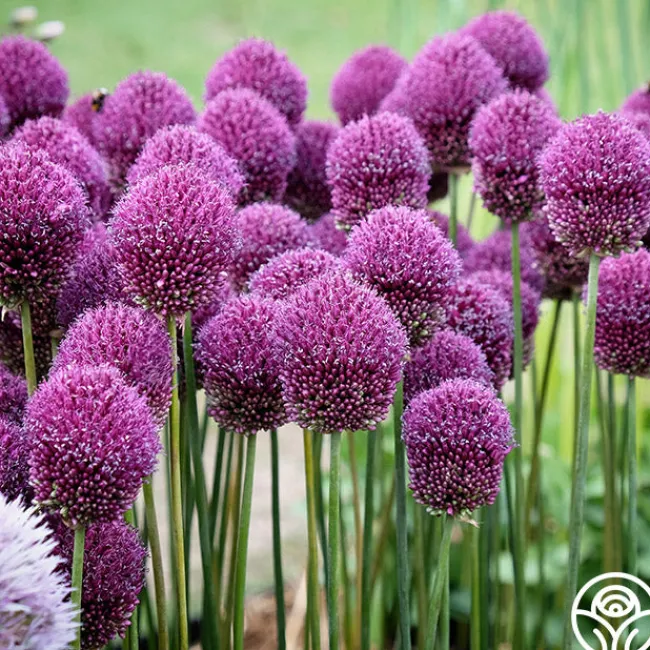Drumstick Allium>Heirloom Roses Online