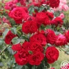 Dublin Bay®>Heirloom Roses