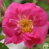 Duchess Of Portland>Heirloom Roses Hot