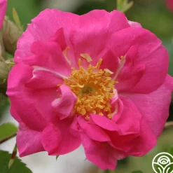 Duchess Of Portland>Heirloom Roses Hot