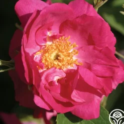 Duchess Of Portland><noscript><img width=