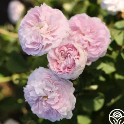 Duchesse de Montebello>Heirloom Roses Sale