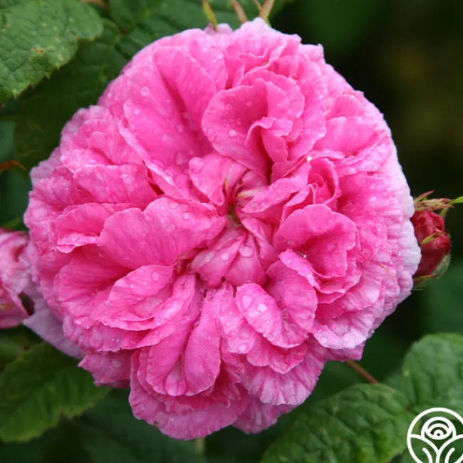 Duchesse de Rohan>Heirloom Roses Sale