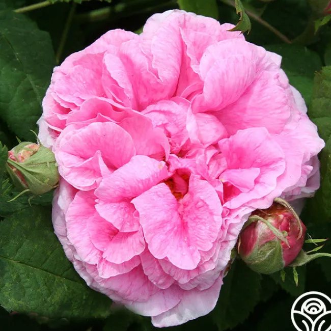 Duchesse de Rohan>Heirloom Roses Sale