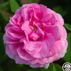 Duchesse de Rohan><noscript><img width=