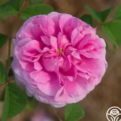 Duchesse de Rohan><noscript><img width=
