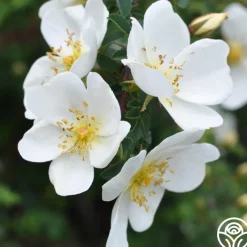 Dunwich Rose>Heirloom Roses New