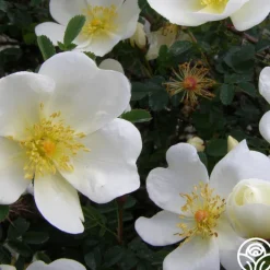 Dunwich Rose><noscript><img width=