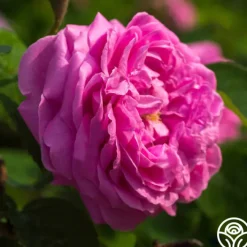 Dutch Provence>Heirloom Roses Discount