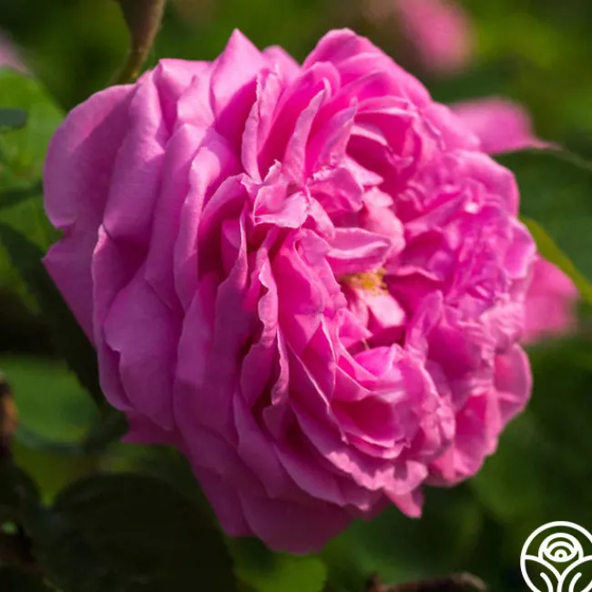 Dutch Provence>Heirloom Roses Discount