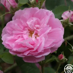 Dutch Provence>Heirloom Roses Discount