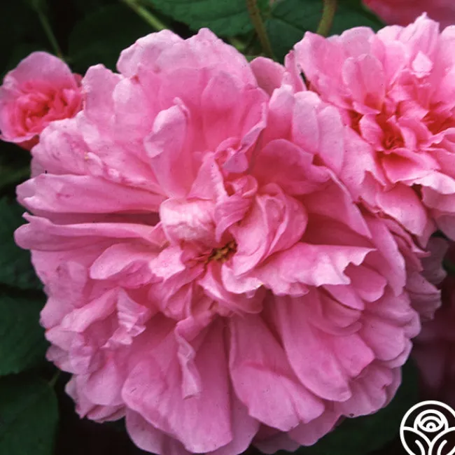 Dutch Provence>Heirloom Roses Discount