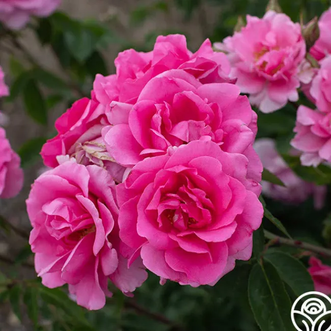 Earth Song>Heirloom Roses Outlet