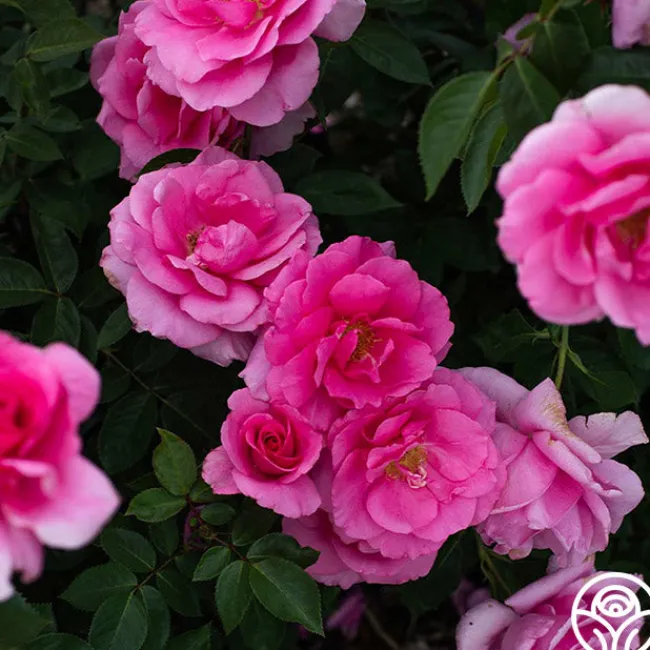 Earth Song>Heirloom Roses Outlet