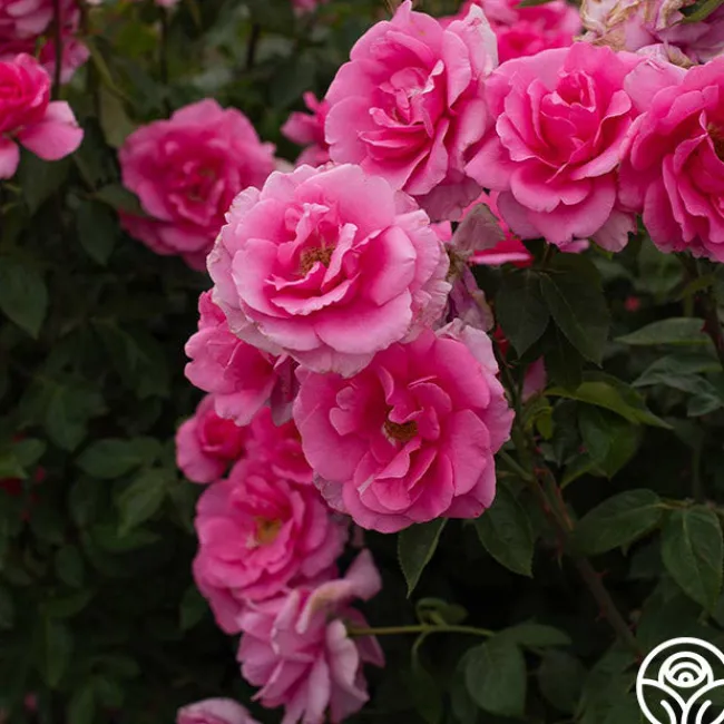 Earth Song>Heirloom Roses Outlet