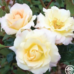 Easter Basket™>Heirloom Roses Best