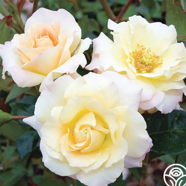 Easter Basket™>Heirloom Roses Best