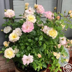 Easter Basket™>Heirloom Roses Best