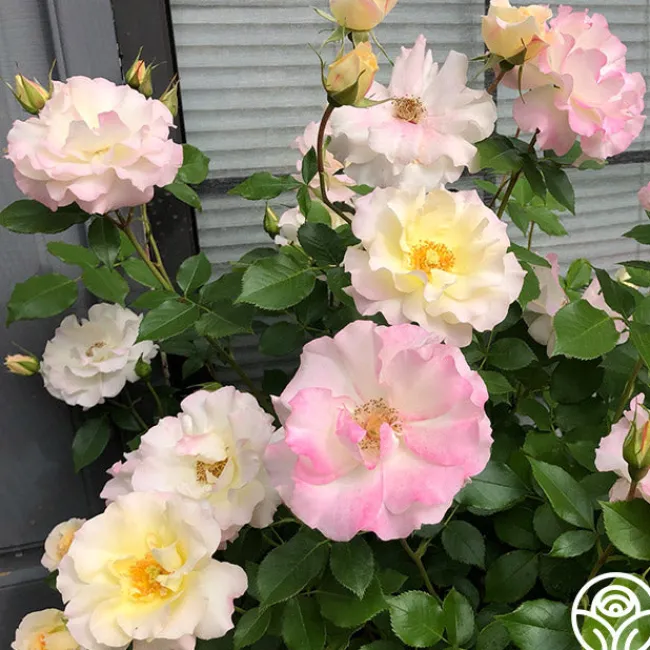 Easter Basket™>Heirloom Roses Best