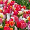 Easter Egg Mix>Heirloom Roses Discount