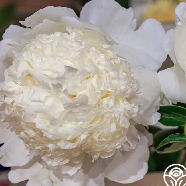 Eastern Star>Heirloom Roses Clearance