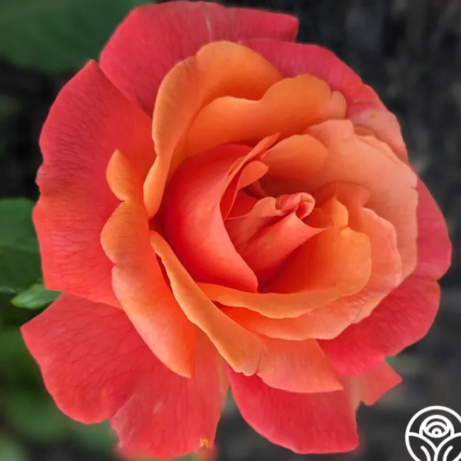 Easy Does It™>Heirloom Roses Online