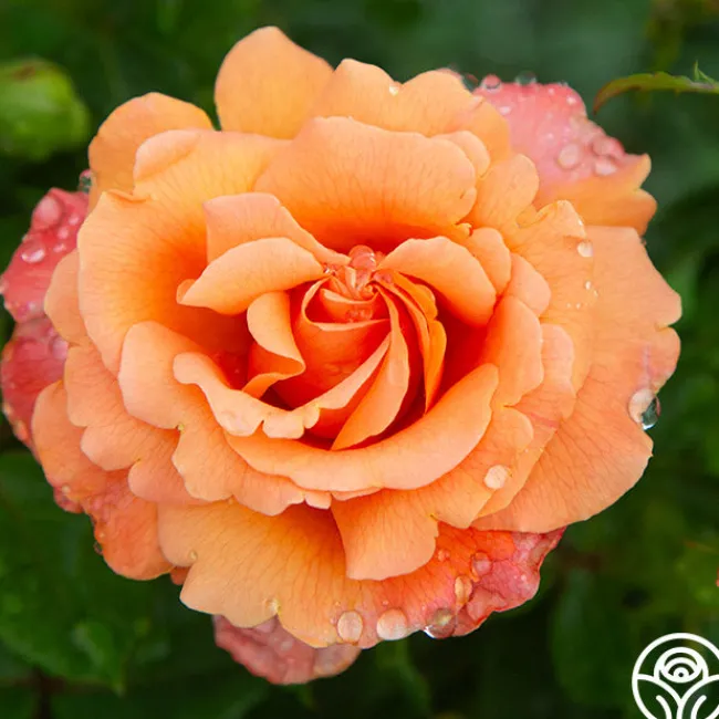 Easy Does It™>Heirloom Roses Online