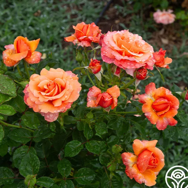 Easy Does It™>Heirloom Roses Online