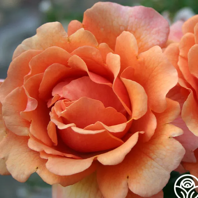 Easy Does It™>Heirloom Roses Online